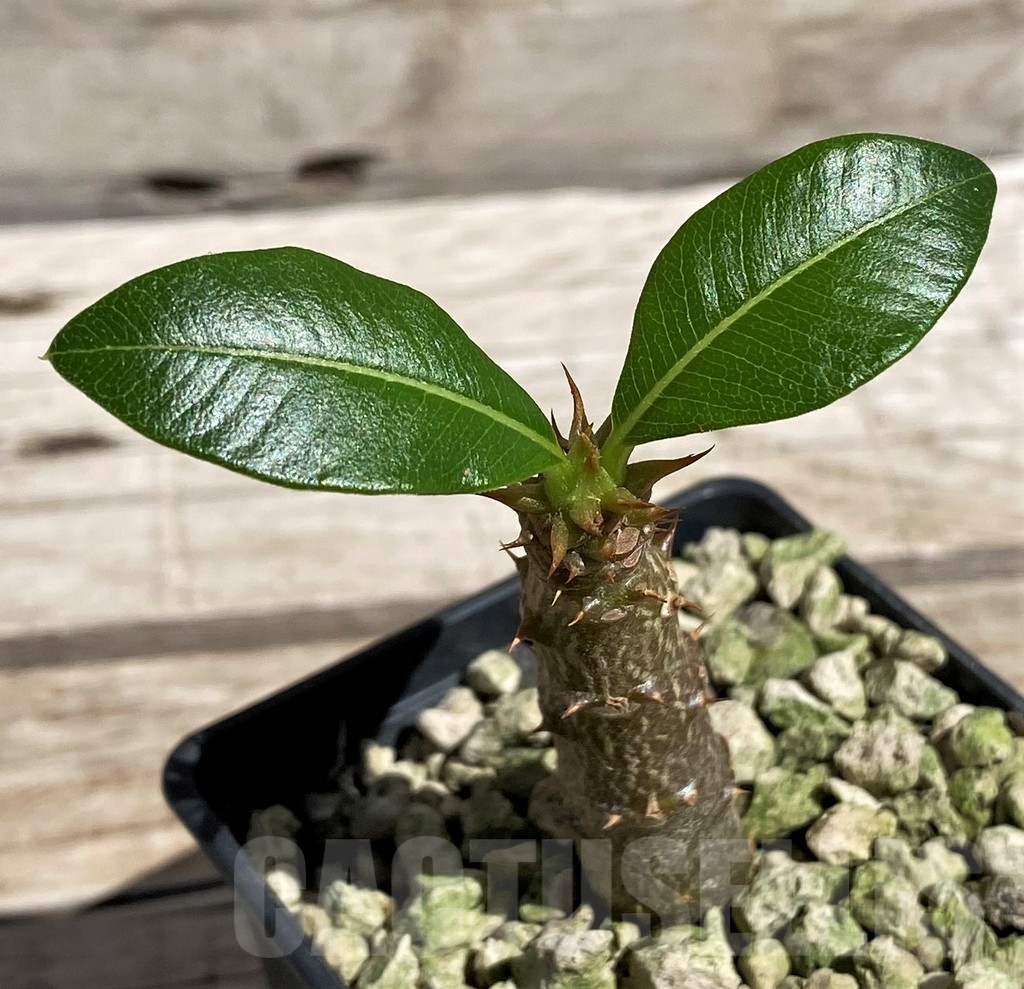 SH5968 Pachypodium baronii v. windsorii