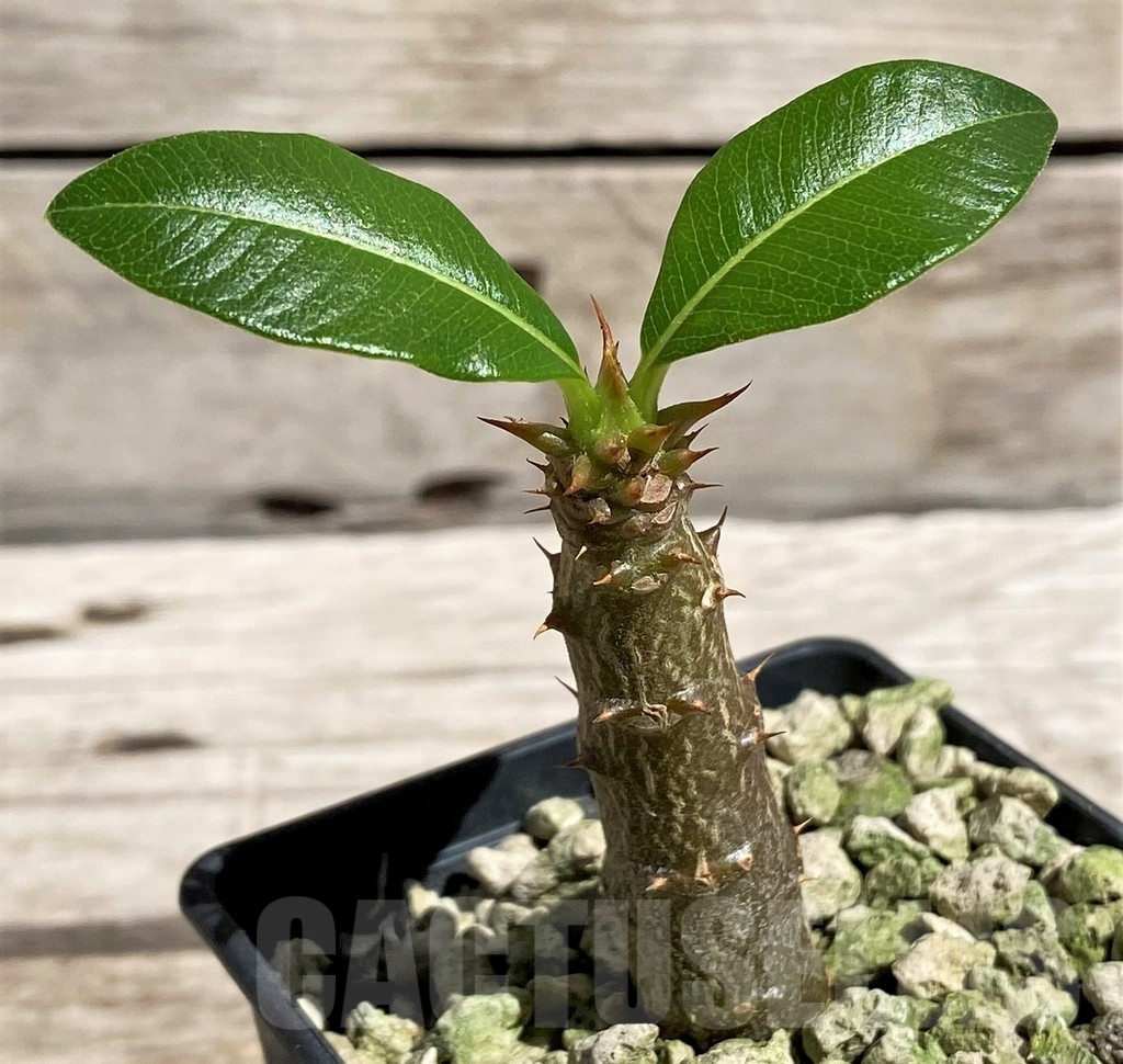 SH5968 Pachypodium baronii v. windsorii - Image 2