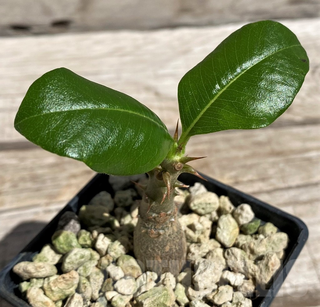 SH5969 Pachypodium baronii v. windsorii