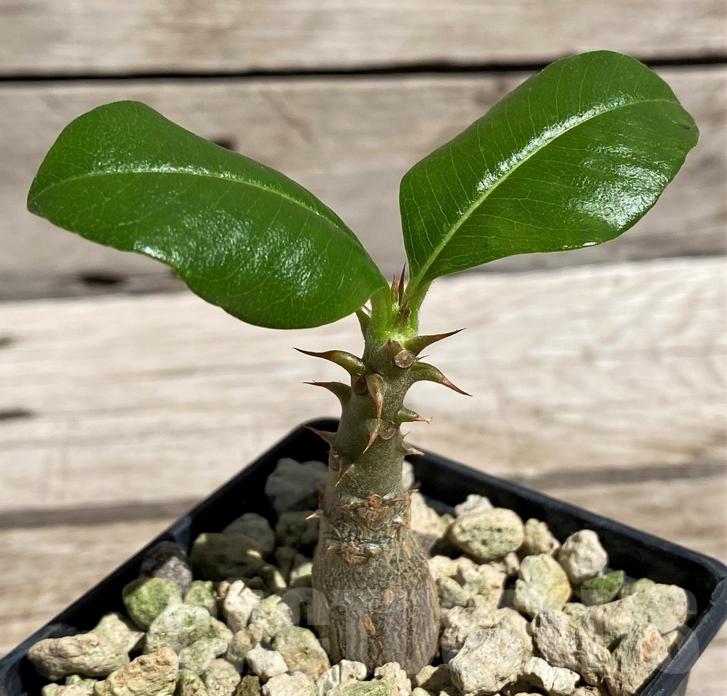 SH5969 Pachypodium baronii v. windsorii - Image 2