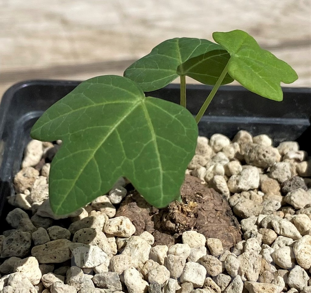 SH5971 Adenia stenodactyla
