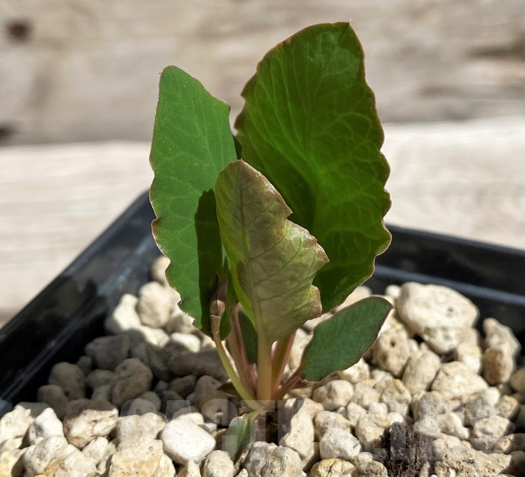 SH5972 Euphorbia sp. nova lawantii n.n. aff. moratii