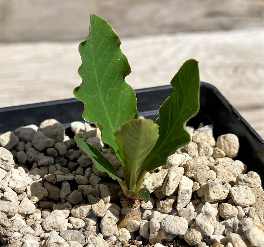 SH5973 Euphorbia sp. nova lawantii n.n. aff. moratii