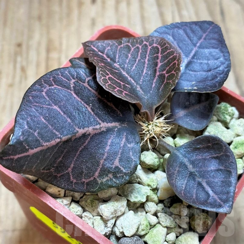 SH5923 Euphorbia francoisii hybrid