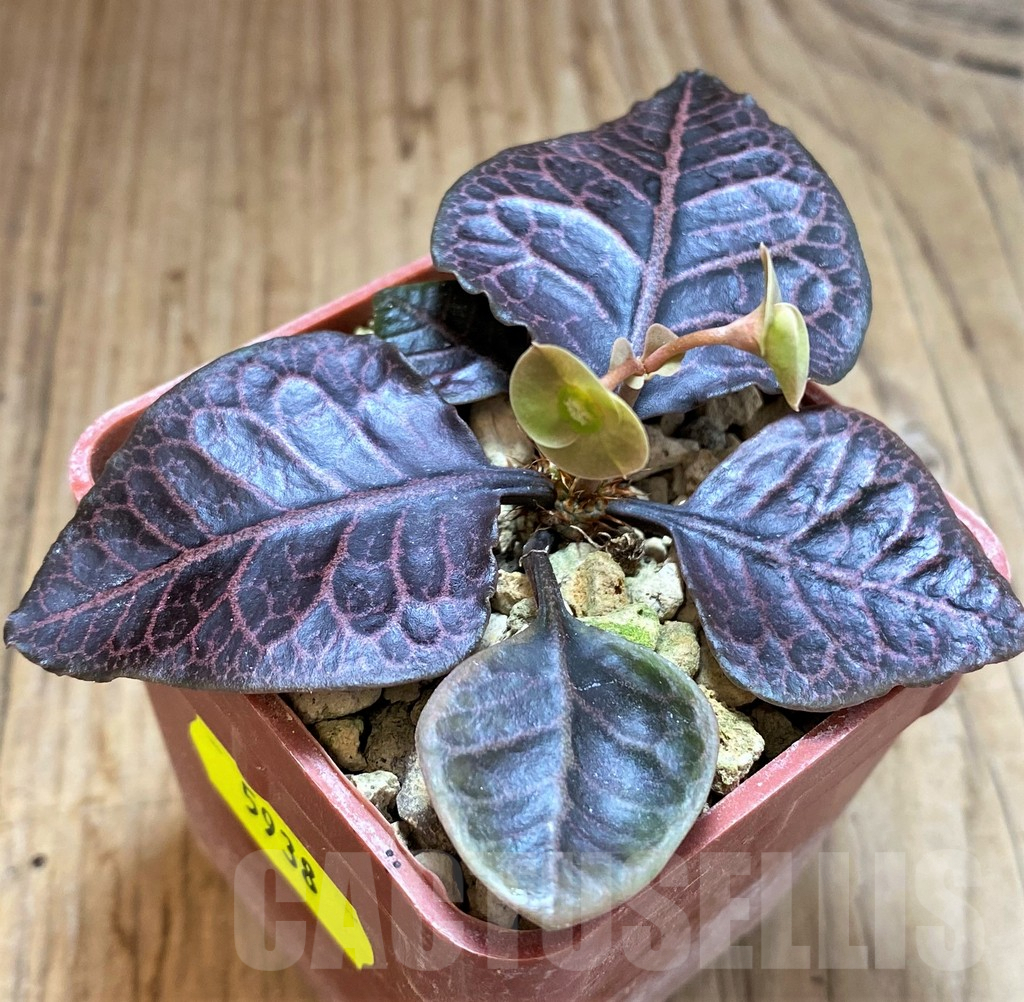 SH5938 Euphorbia francoisii hybrid - immagine 2