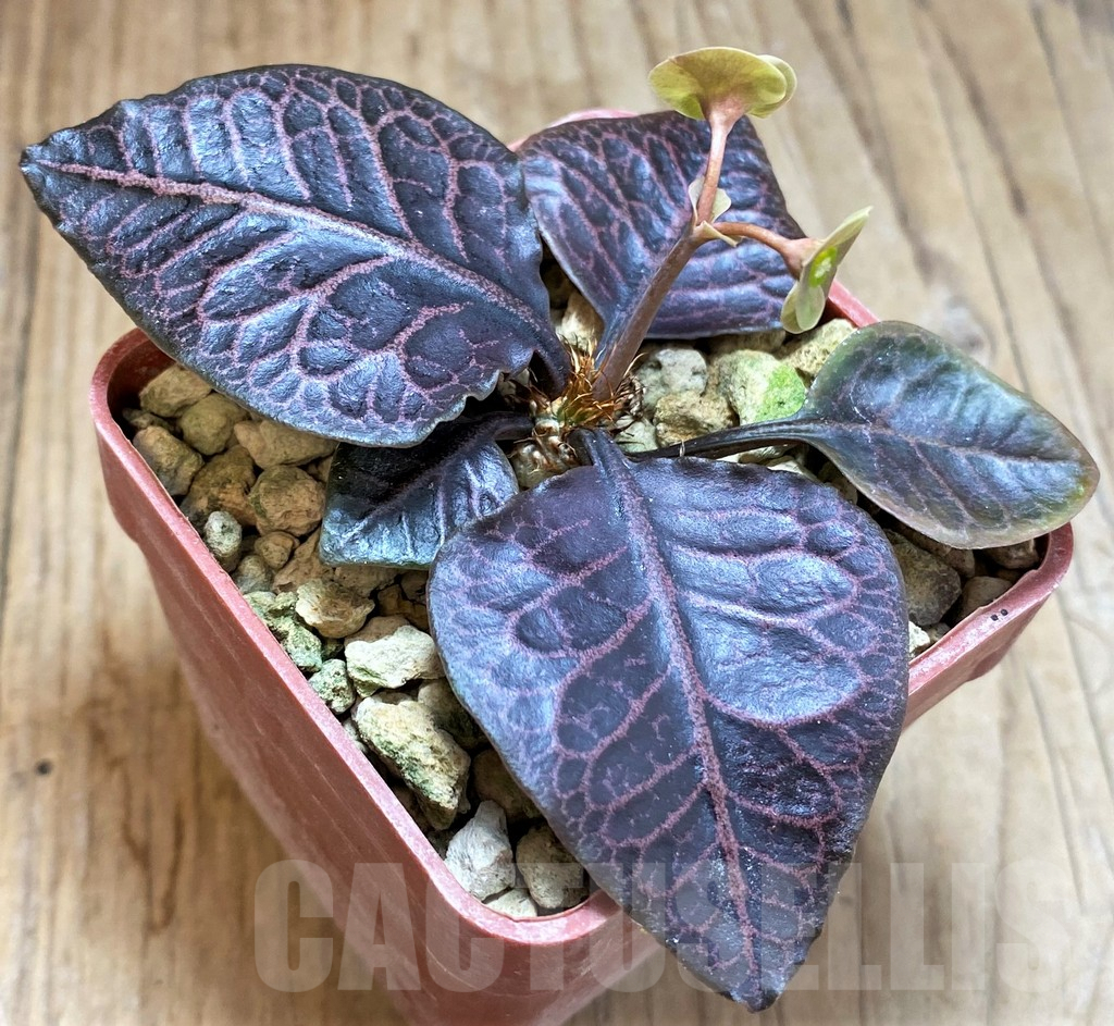 SH5938 Euphorbia francoisii hybrid