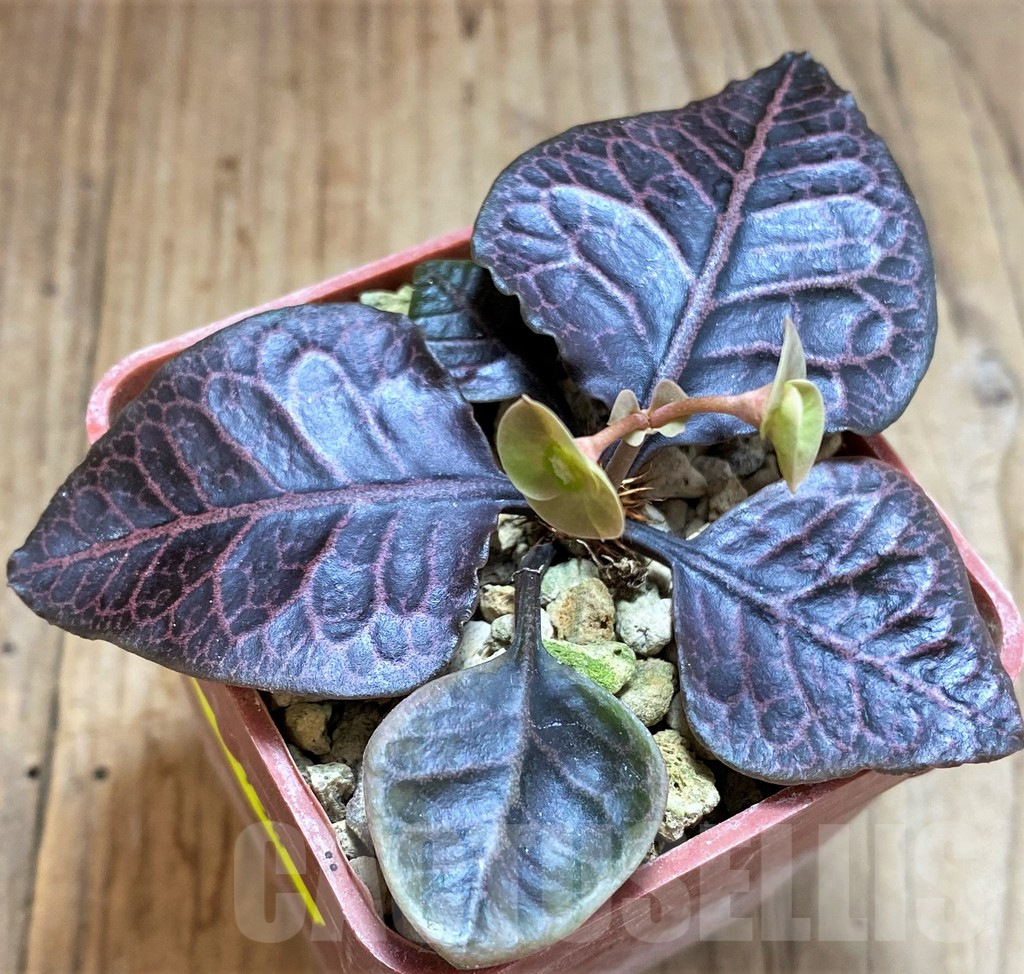 SH5938 Euphorbia francoisii hybrid - immagine 3