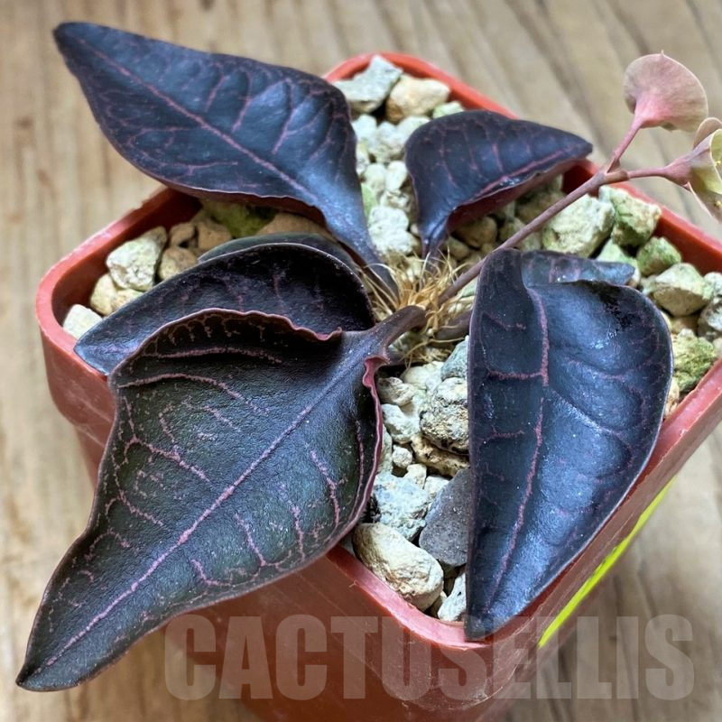 SH5941 Euphorbia francoisii hybrid