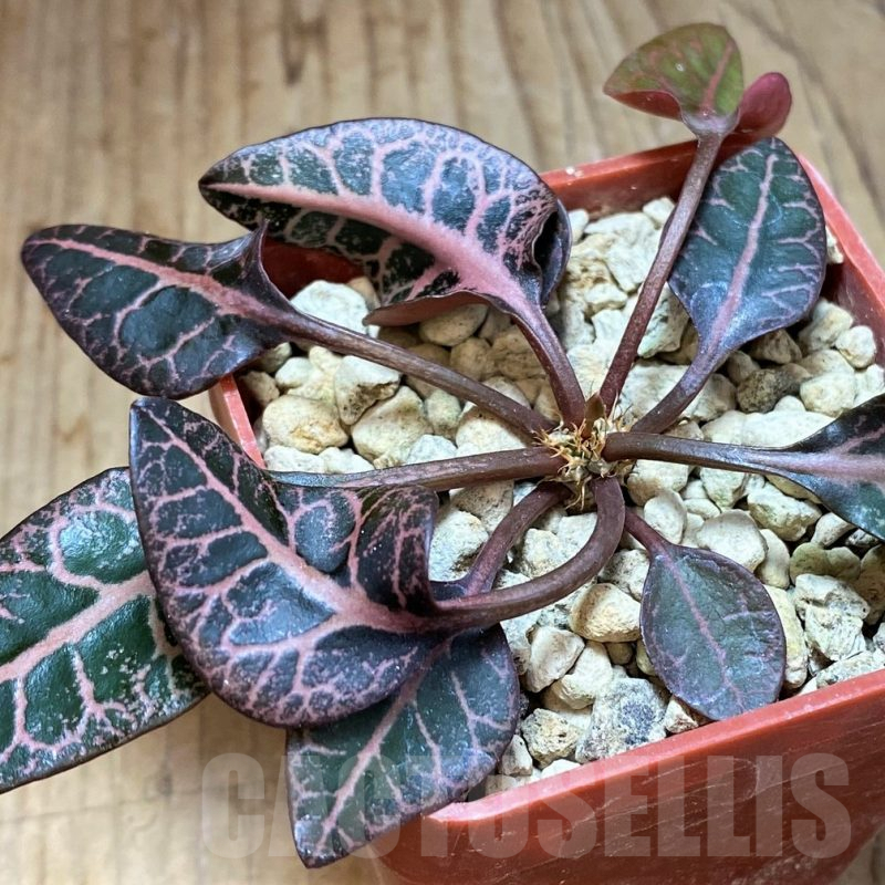 SH5942 Euphorbia francoisii hybrid