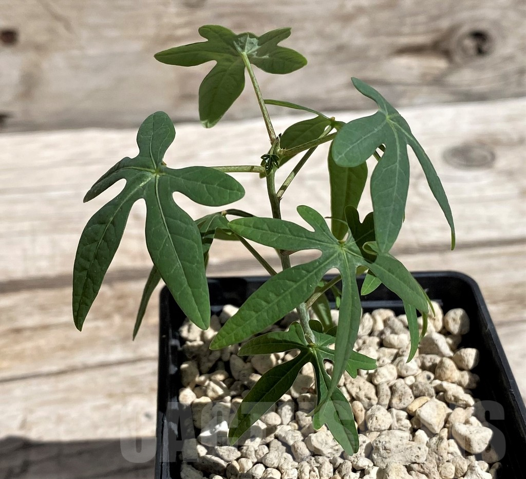 SH5944 Adenia stenodactyla -Makambako, Tanzania-