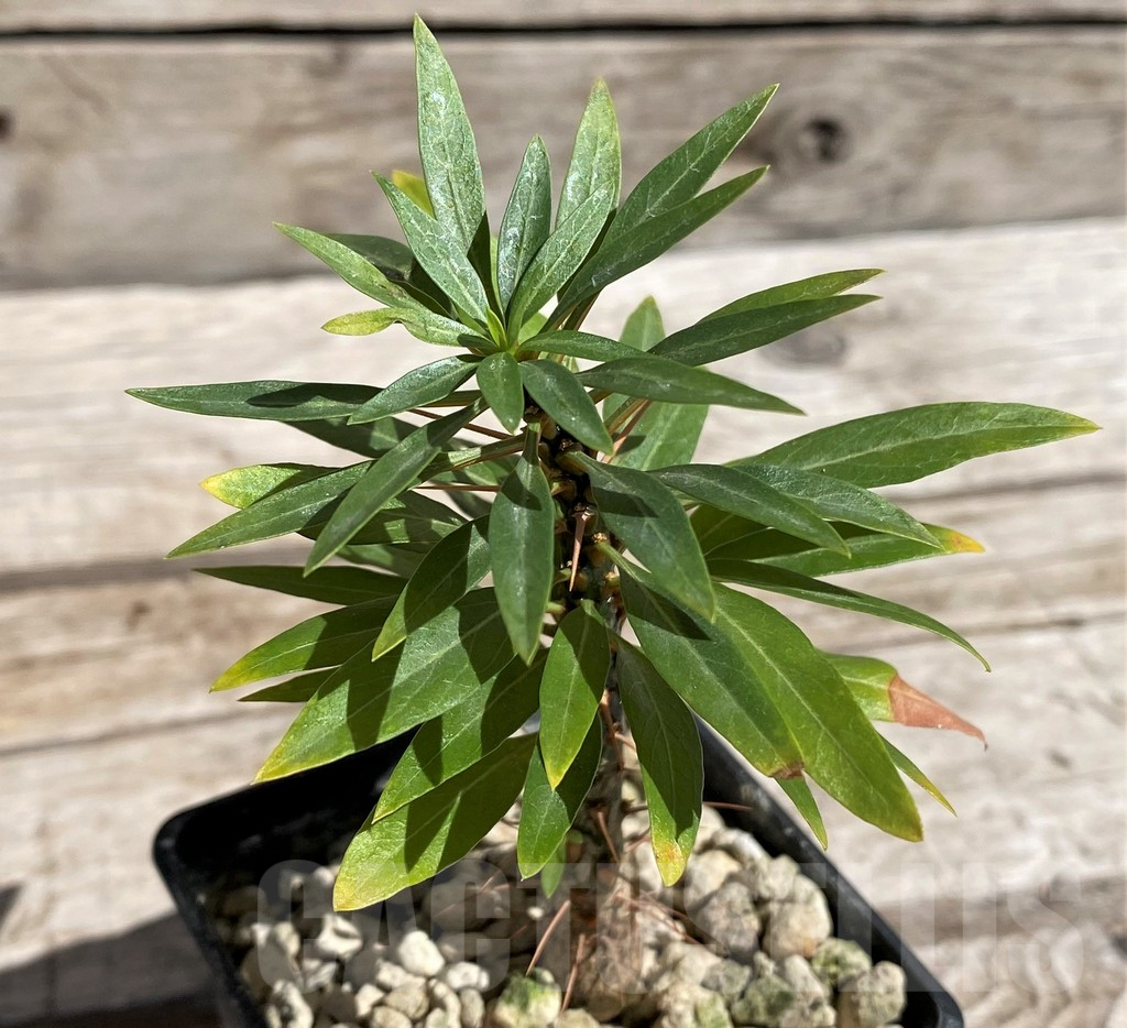 SH5945 Fouquieria purpusii - 画像 (3)