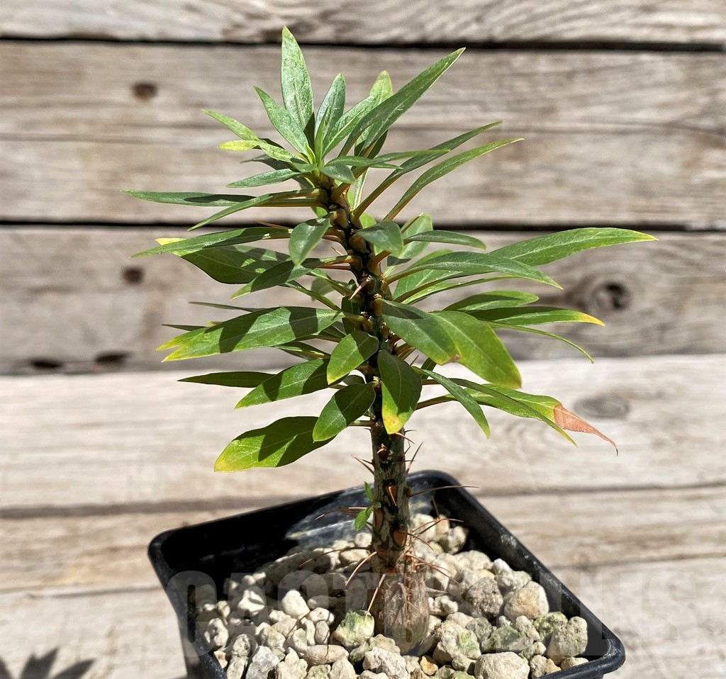 SH5945 Fouquieria purpusii - 画像 (2)