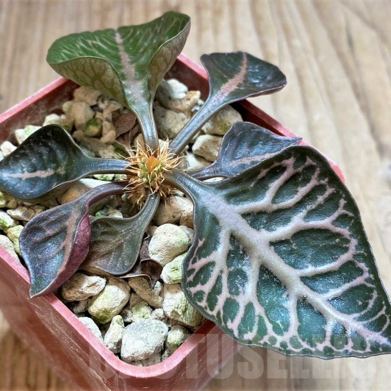 SH5925 Euphorbia francoisii hybrid