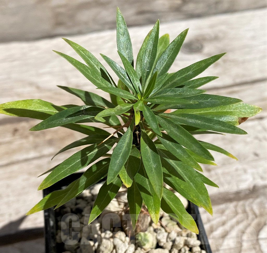 SH5945 Fouquieria purpusii