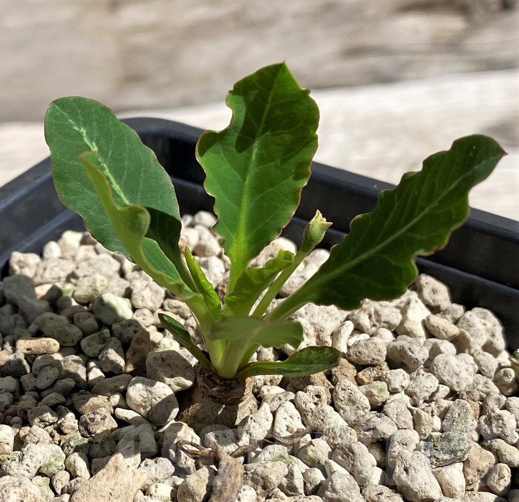 SH5950 Euphorbia spannringii 'Fish Bone' - Image 2