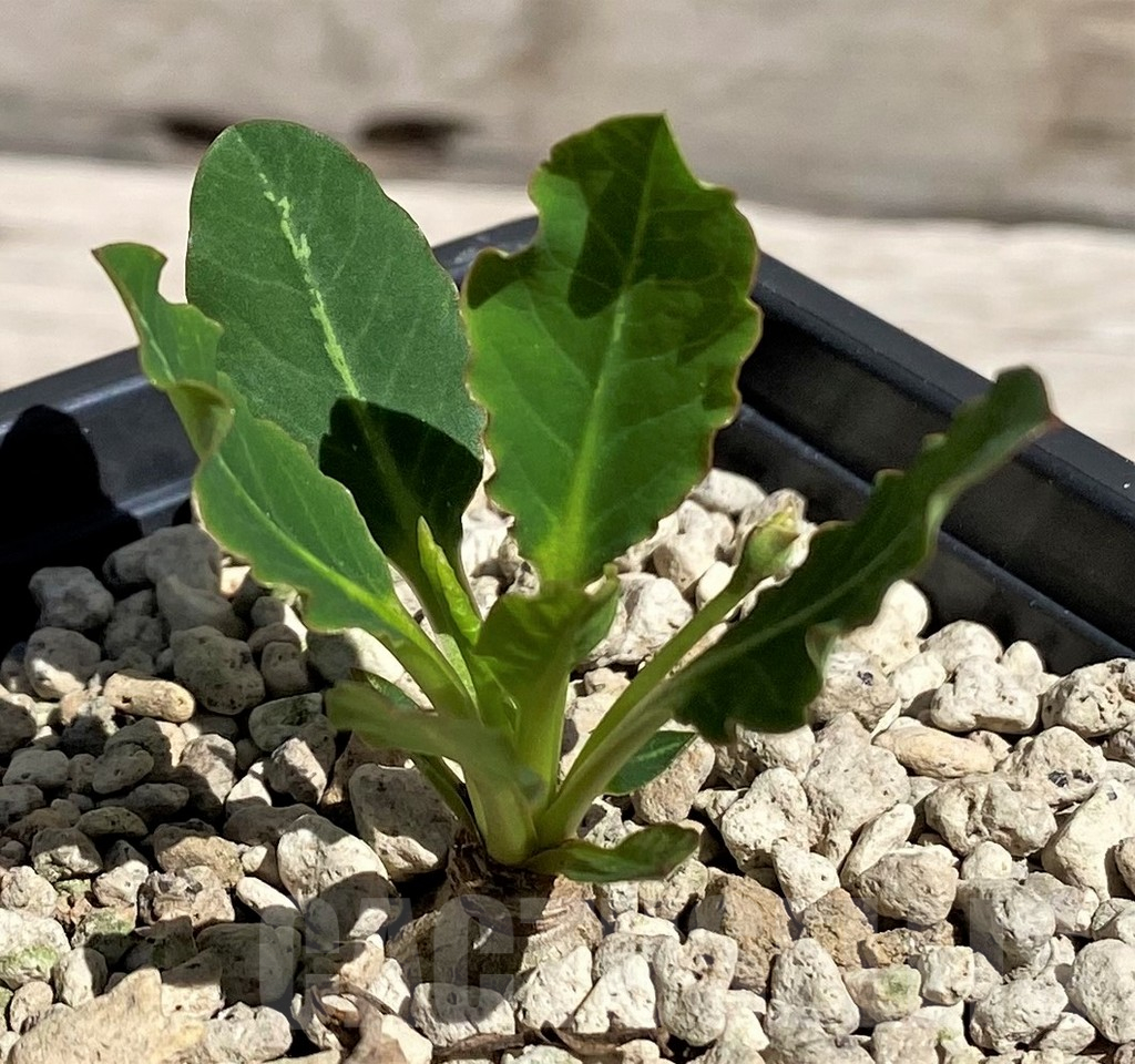 SH5950 Euphorbia spannringii 'Fish Bone'