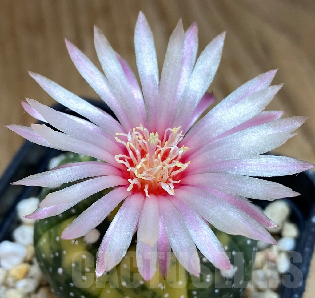 SH4737 Astrophytum asterias f. variegata