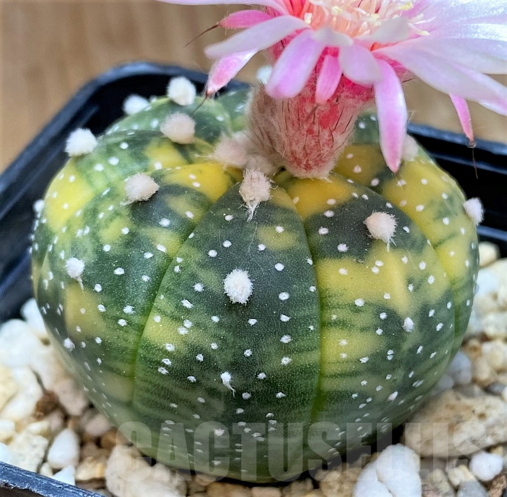 SH4737 Astrophytum asterias f. variegata - Image 2