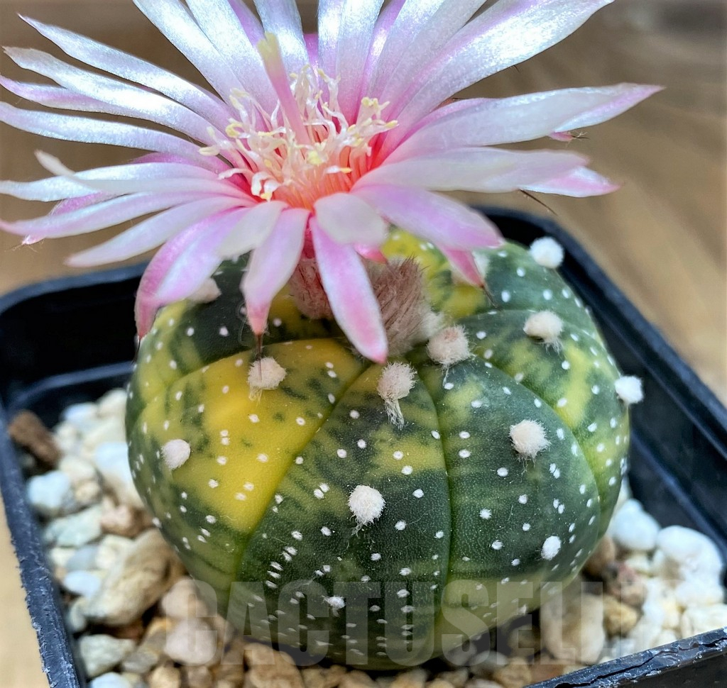 SH4737 Astrophytum asterias f. variegata - Image 3