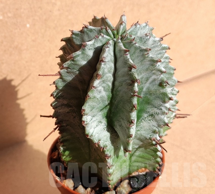 SH5644 Euphorbia horrida 'Alba'