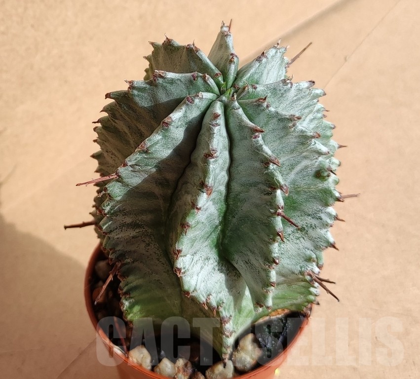 SH5644 Euphorbia horrida 'Alba' - Image 2