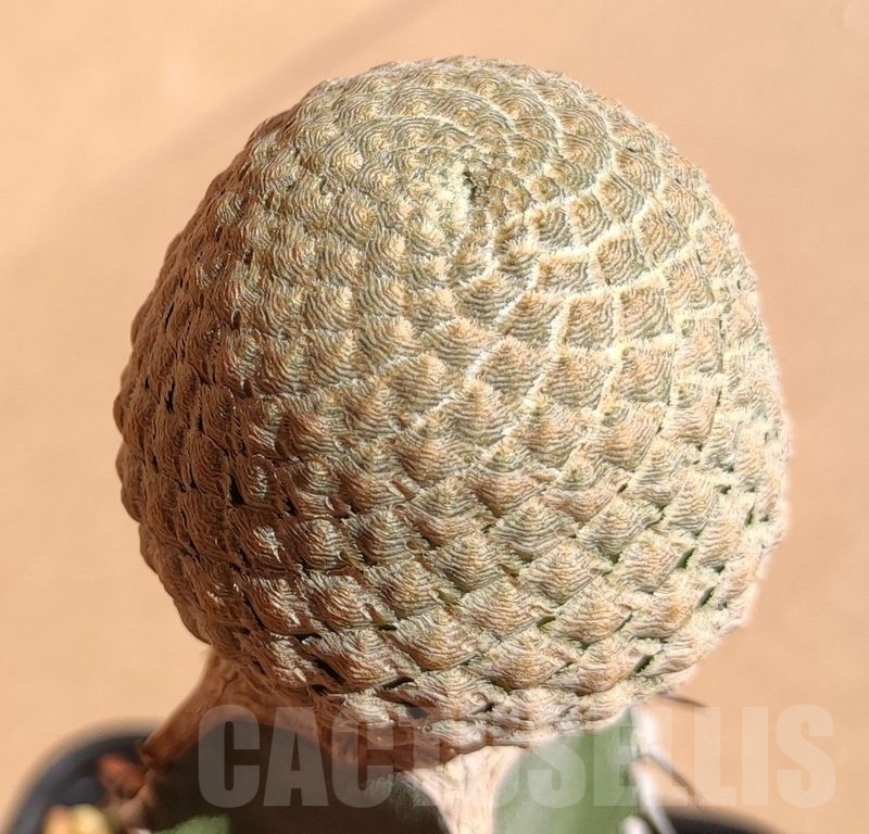 SH5649 Euphorbia piscidermis, grafted