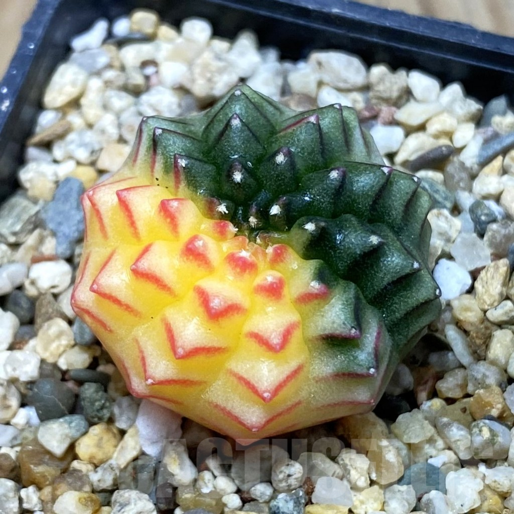 SH3782 Gymnocalycium mihanovichii ‘inermis’ f. variegata, seedling