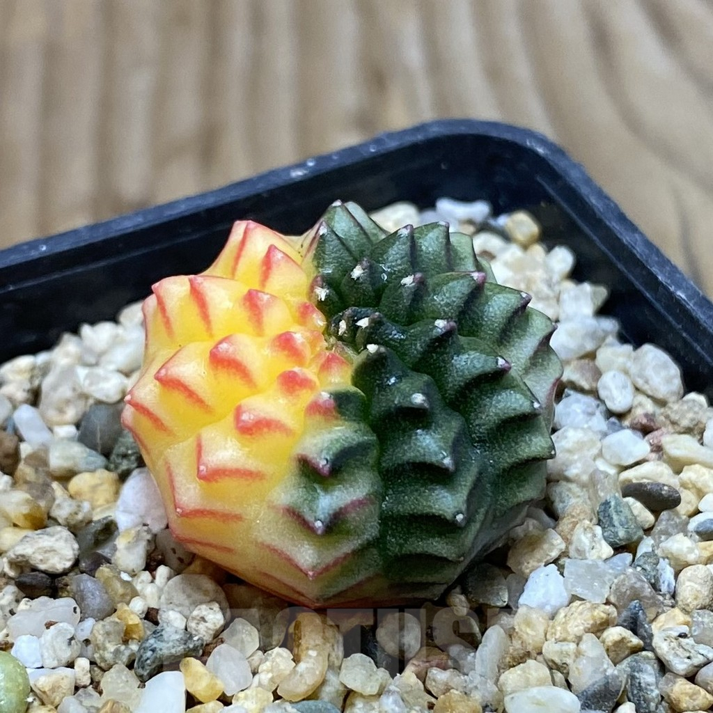 SH3782 Gymnocalycium mihanovichii ‘inermis’ f. variegata, seedling - Imagen 2
