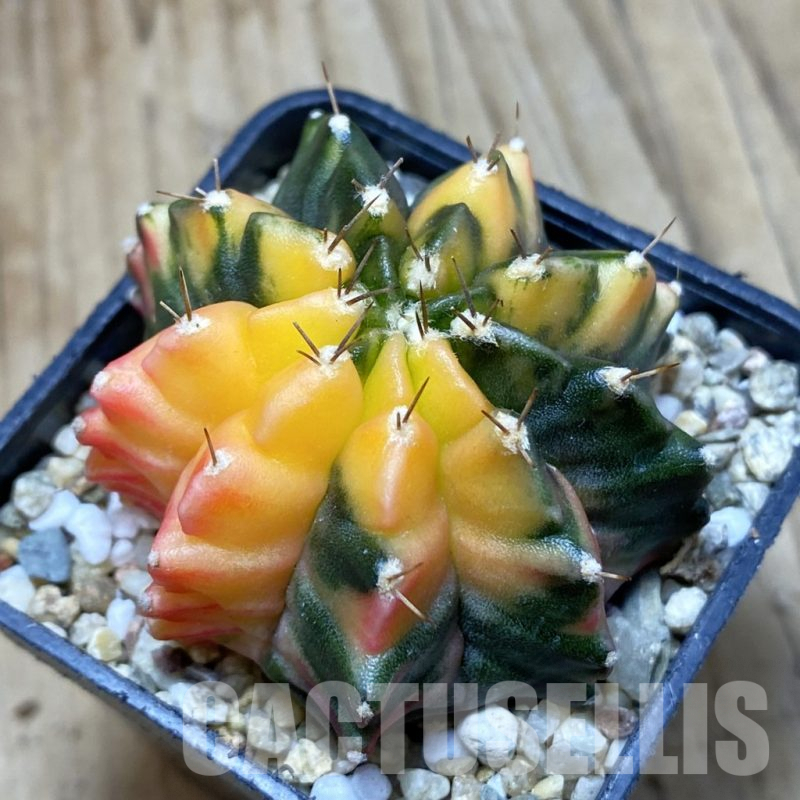 SH3784 Gymnocalycium mihanovichii f. variegata, seedling