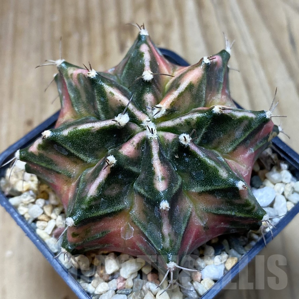 SH3787 Gymnocalycium mihanovichii f. variegata, seedling