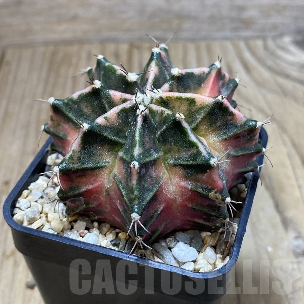 SH3787 Gymnocalycium mihanovichii f. variegata, seedling - immagine 2