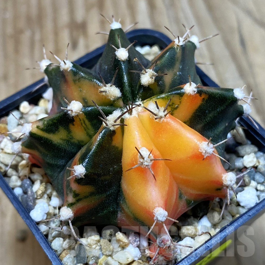 SH3788 Gymnocalycium mihanovichii f. variegata, seedling