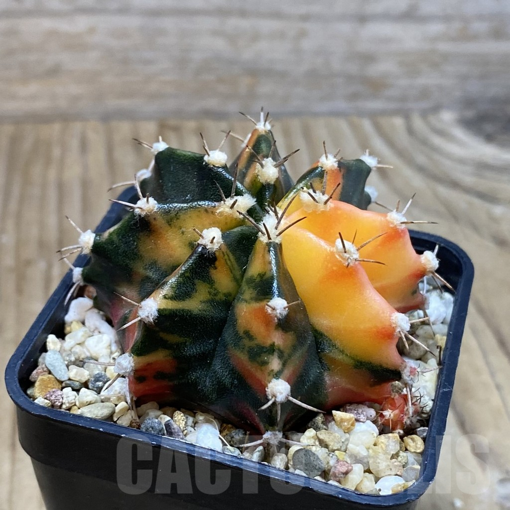 SH3788 Gymnocalycium mihanovichii f. variegata, seedling - Image 2