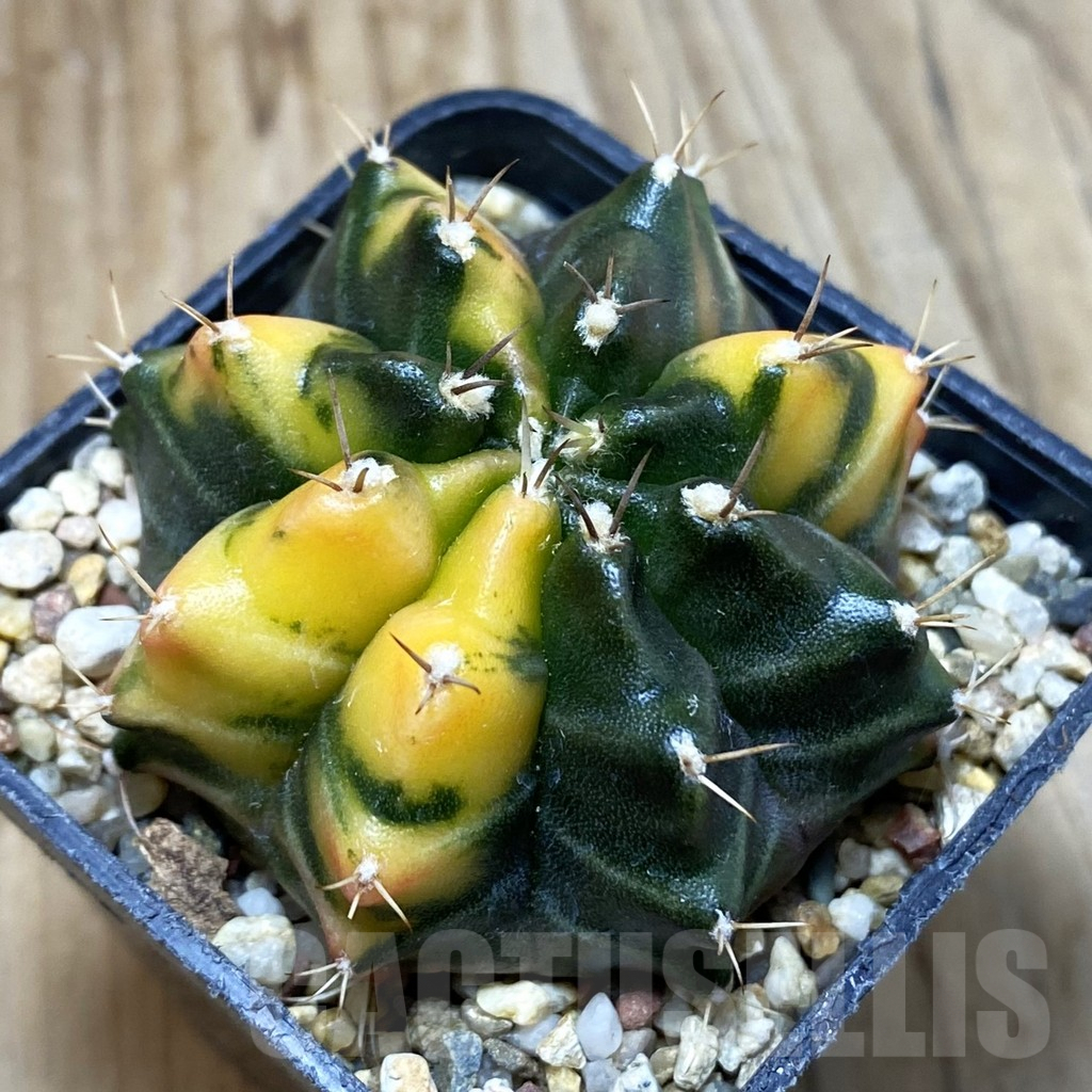SH3789 Gymnocalycium mihanovichii f. variegata, seedling