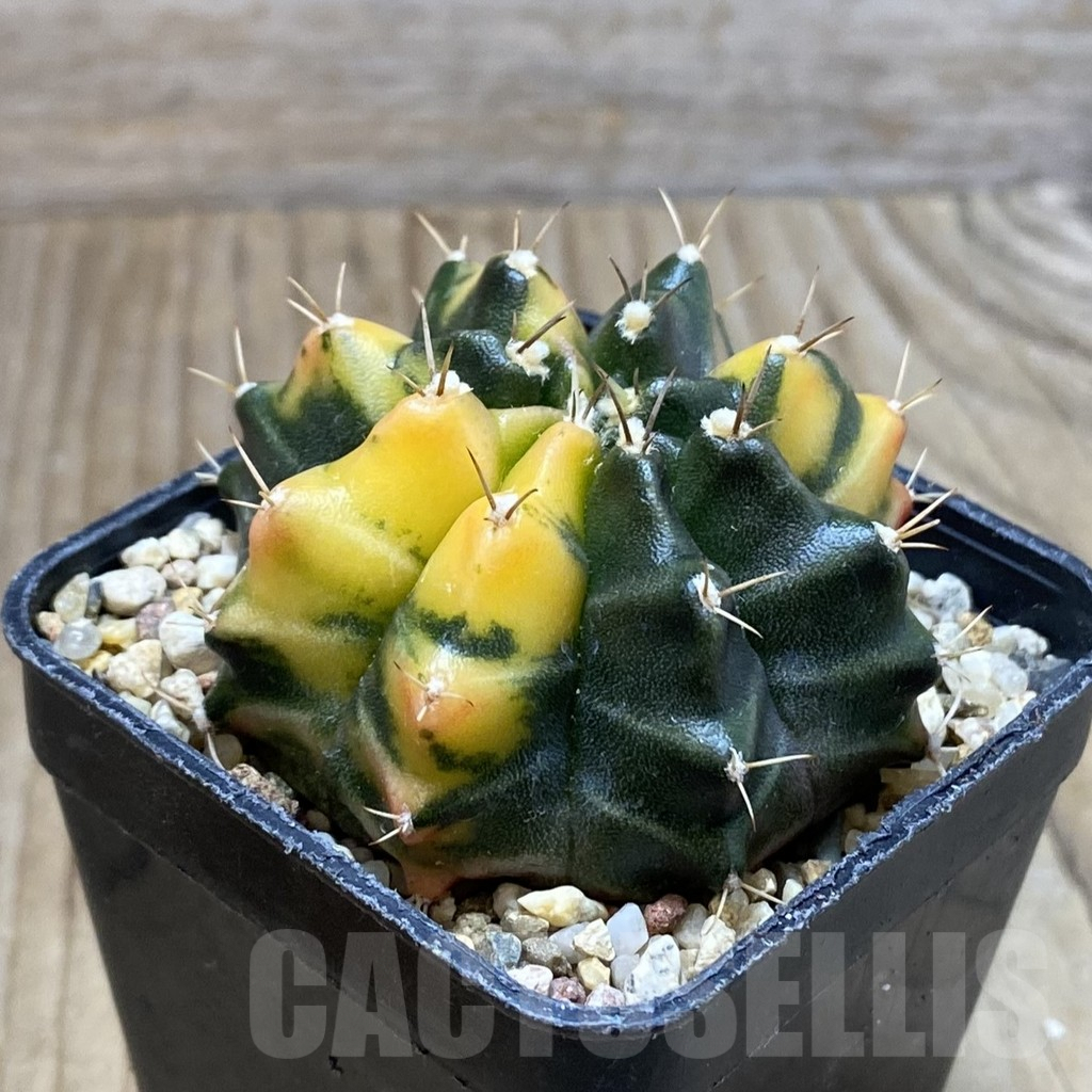 SH3789 Gymnocalycium mihanovichii f. variegata, seedling - Image 2