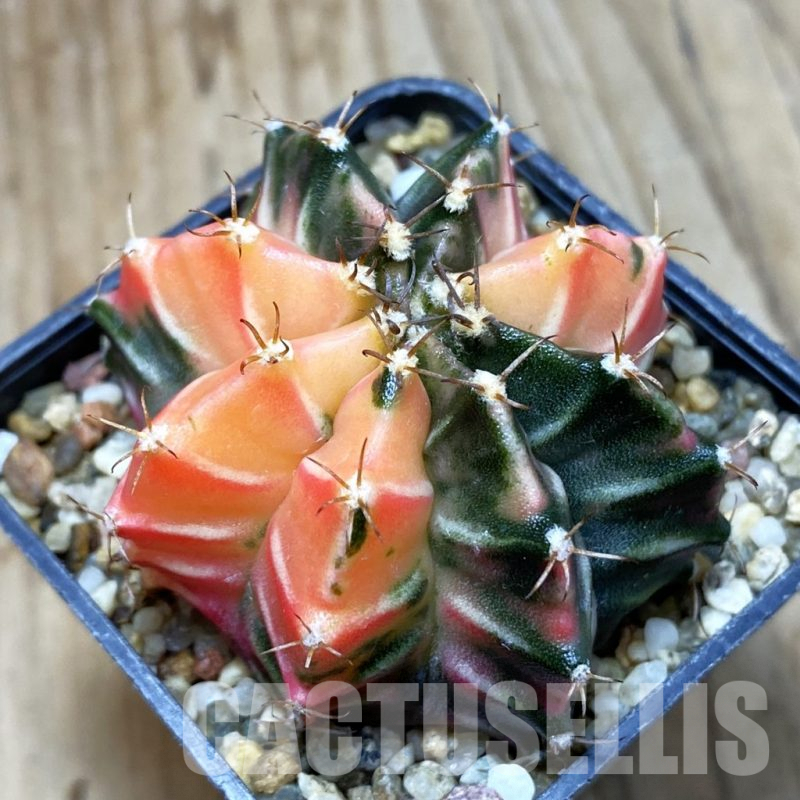 SH3790 Gymnocalycium mihanovichii f. variegata, seedling