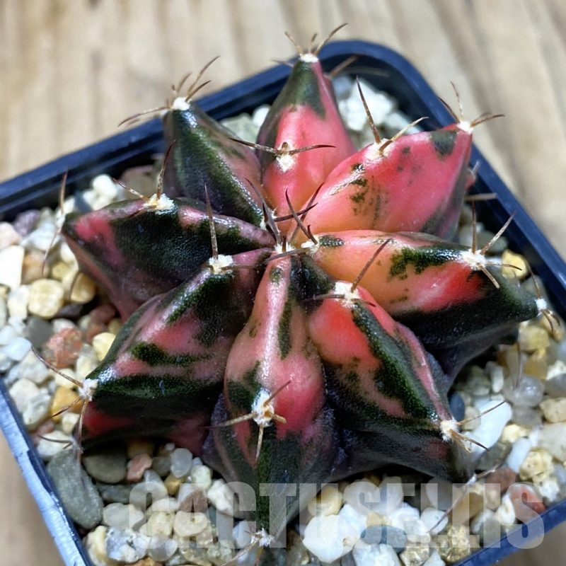 SH3792 Gymnocalycium mihanovichii f. variegata, seedling