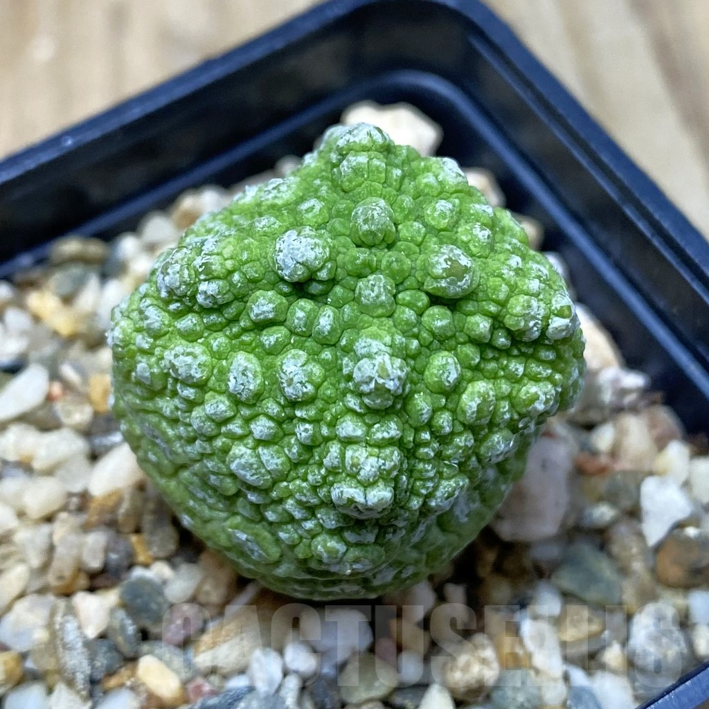 SH3825 Pseudolithos cubiformis