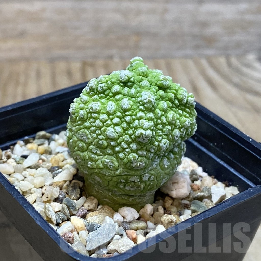 SH3825 Pseudolithos cubiformis - Image 2