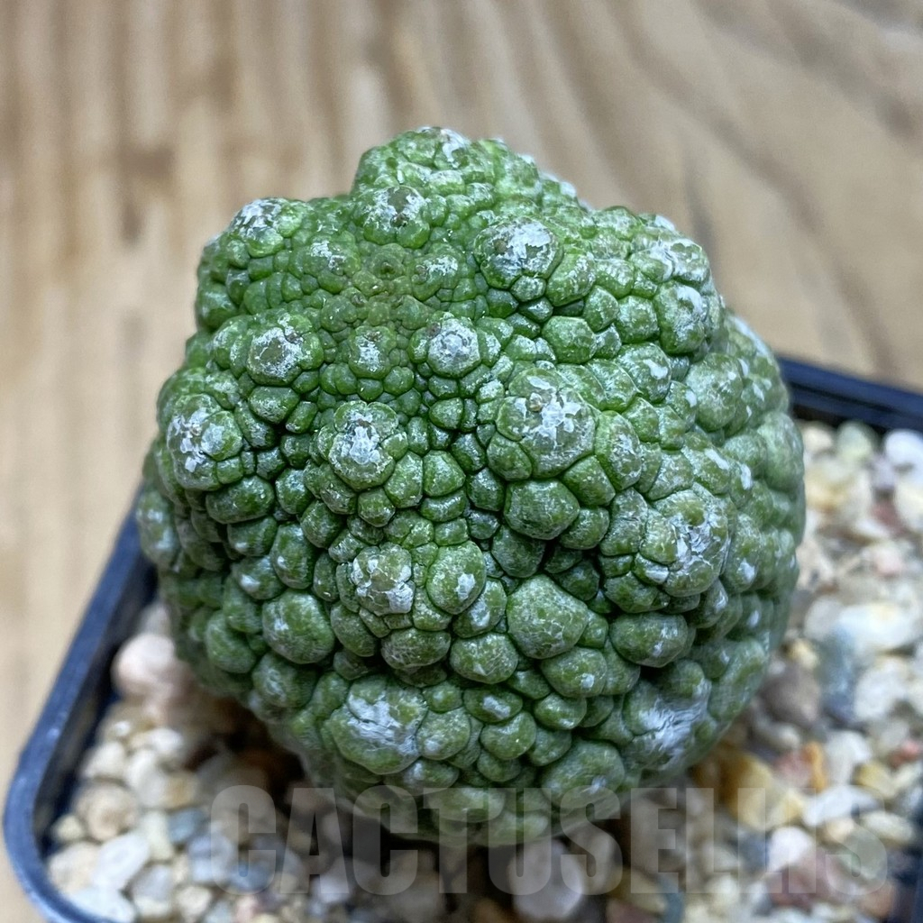 SH3826 Pseudolithos migiurtinus, select