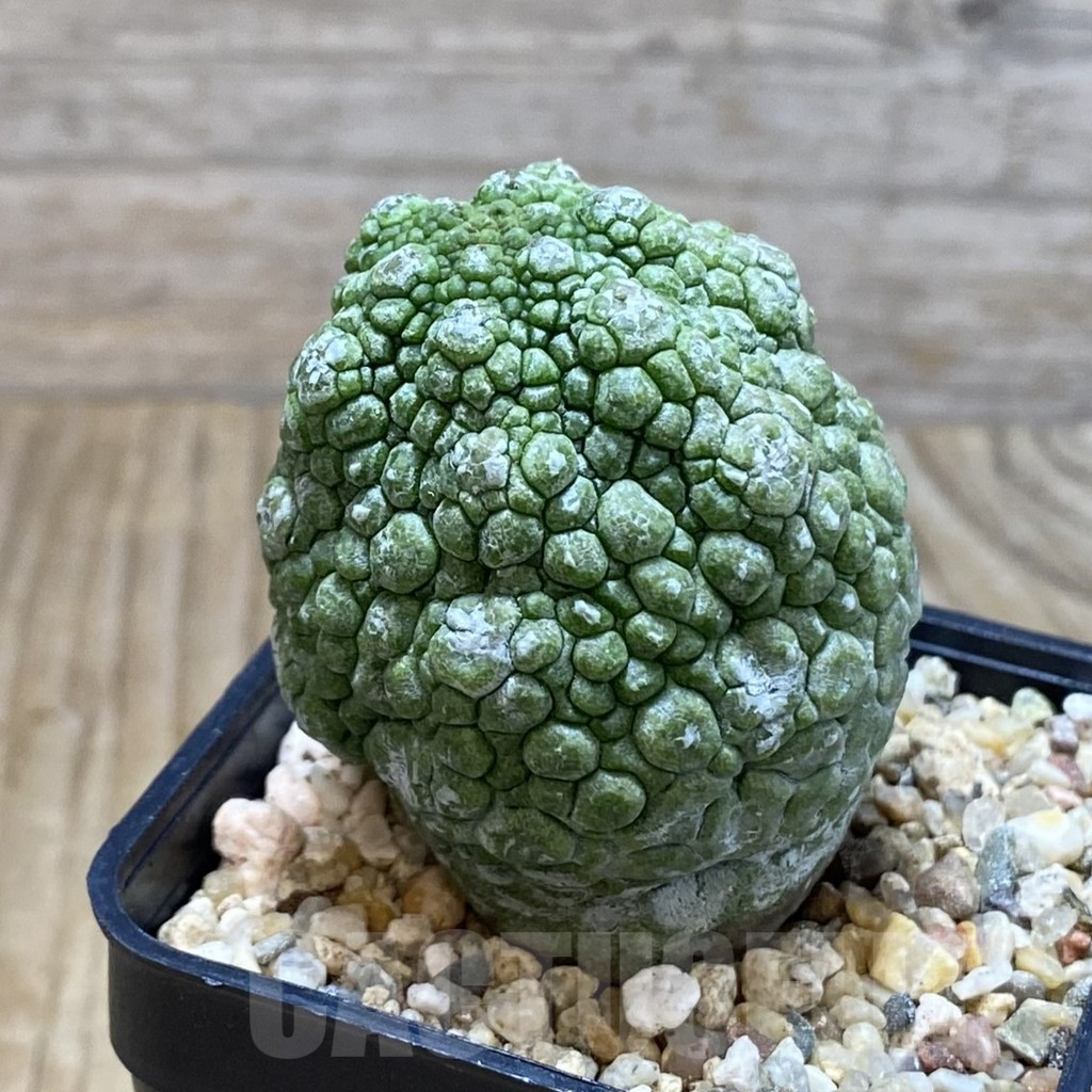 SH3826 Pseudolithos migiurtinus, select - Image 2