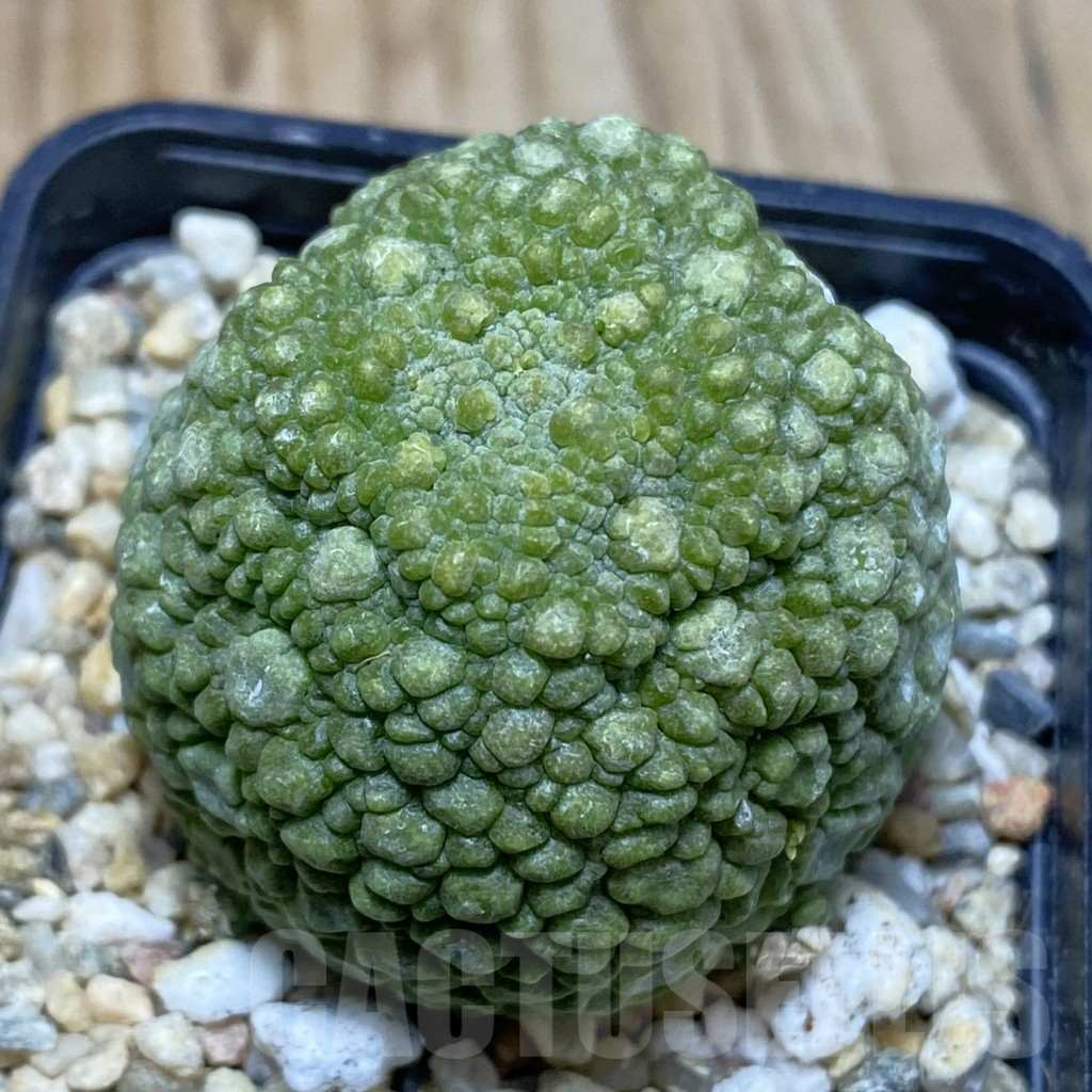 SH3827 Pseudolithos migiurtinus, select