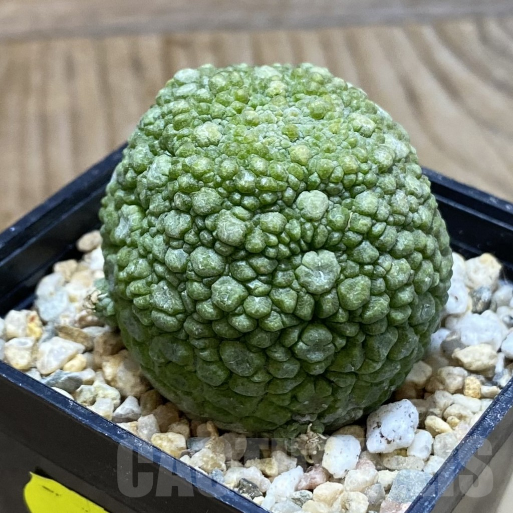 SH3827 Pseudolithos migiurtinus, select - Image 2