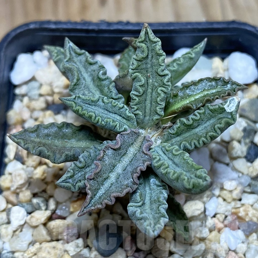 SH3796 Euphorbia tulearensis