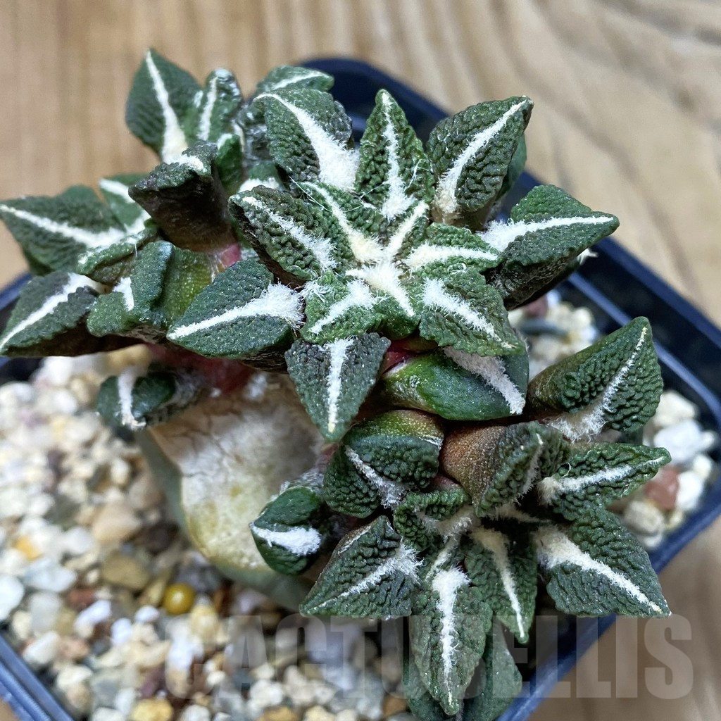 SH3830 Ariocarpus kotschoubeyanus v. elephantidens ‘Oibo’, grafted