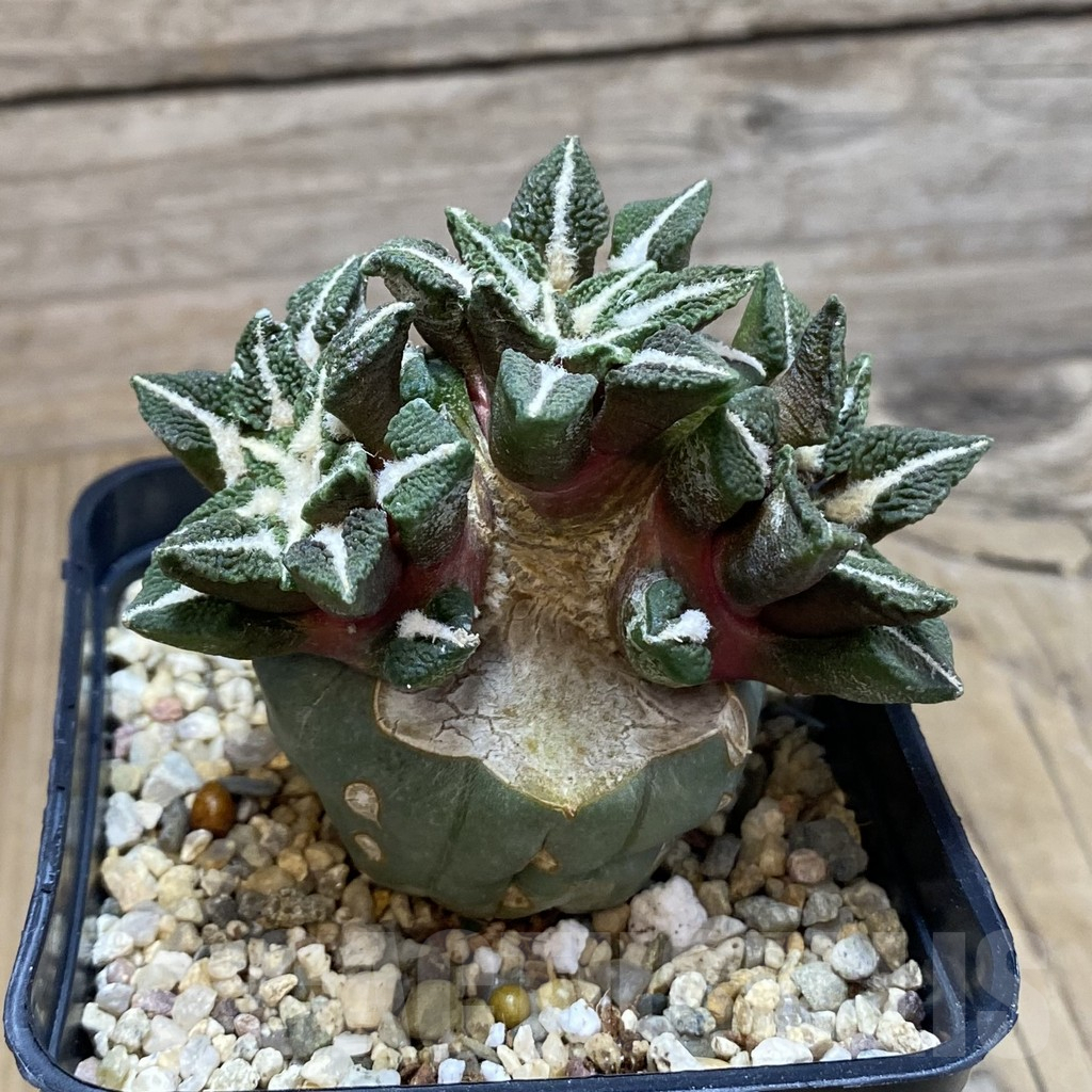 SH3830 Ariocarpus kotschoubeyanus v. elephantidens ‘Oibo’, grafted - Imagen 2