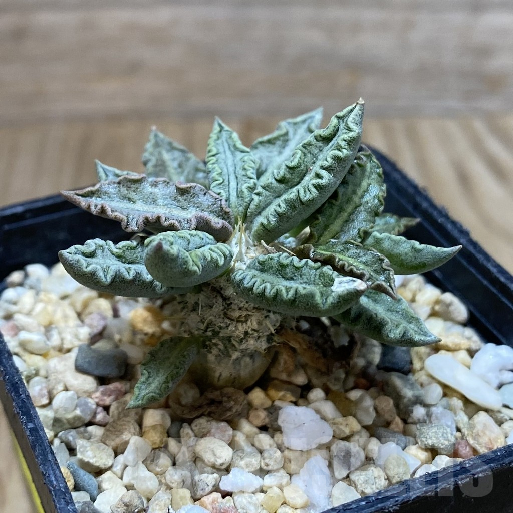 SH3796 Euphorbia tulearensis - Image 2