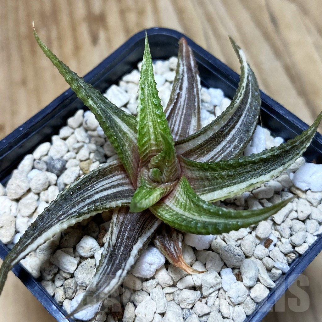 SH3834 Haworthia limifolia f. variegata hybrid - Image 2