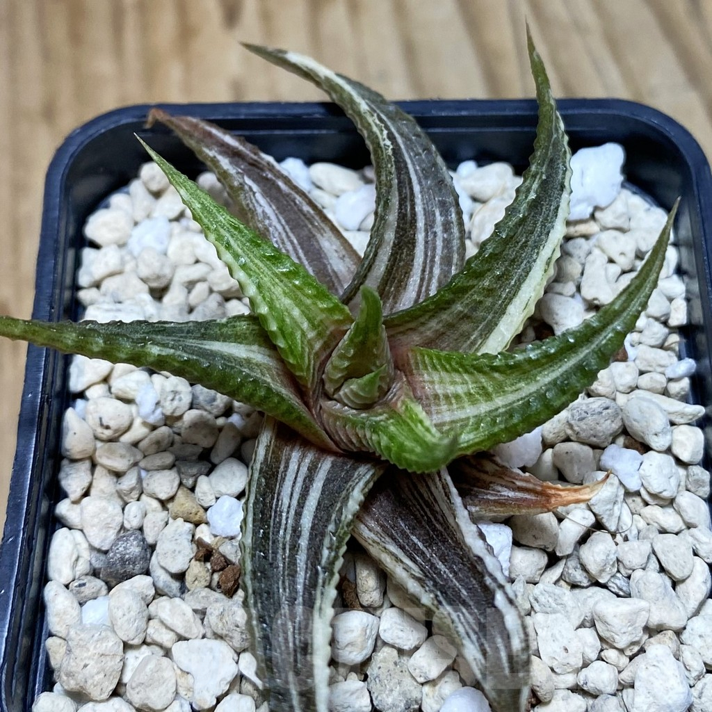 SH3834 Haworthia limifolia f. variegata hybrid