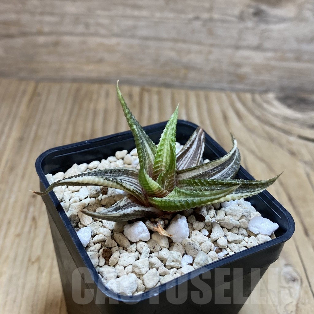 SH3834 Haworthia limifolia f. variegata hybrid - Image 3